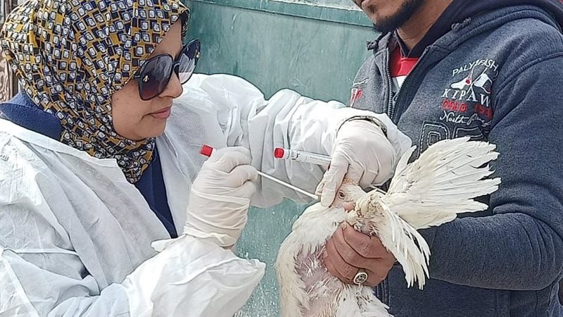  تحصين 84 ألف طائر