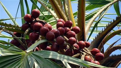 فوائد الدوم، يحمي من هشاشة العظام ويقوي المناعة 