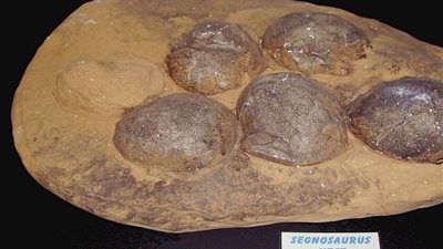 اكتشاف آثار ديناصورات كانت قشرة بيوضها جلدية في الصين