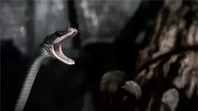 العثور على ثعبان وصغاره داخل جهاز تكييف (فيديو)