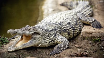 لحظات مرعبة، تمساح يسحب امرأة من بين صديقاتها إلى النهر ويستعرض بجثتها (فيديو)