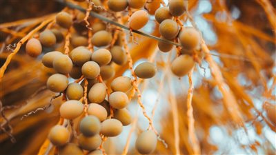  تفسير رؤية البلح الأصفر في المنام وعلاقتها بقرب الفرج وزوال الكرب 