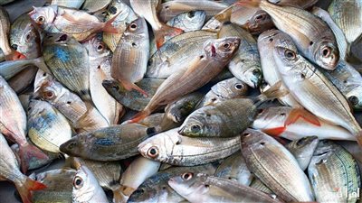 سعر السمك اليوم، ارتفاع 4 أصناف منهم البلطي والجمبري