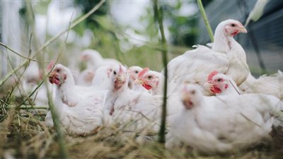 أسعار الفراخ اليوم اليوم السبت 15 مارس 2025 (آخر تحديث)