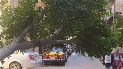 سقوط شجرة يعطل الحركة المرورية بمنطقة كامب شيزار بالإسكندرية