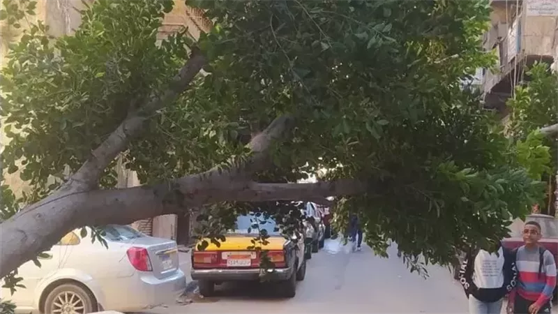 حى وسط بالإسكندرية
