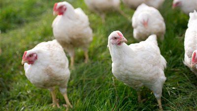 انخفاض جديد في أسعار الفراخ اليوم الأحد 16 مارس 2025 (أخر تحديث)