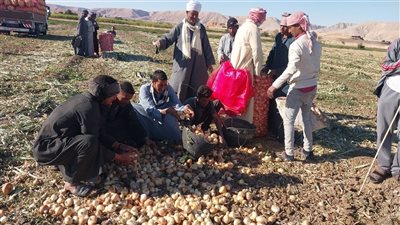 أزمة بين مزارعي سوهاج بسبب محصول البصل.. خسائر فادحة بسبب انخفاض الأسعار ووقف التصدير.. والفلاحون: «بيوتنا اتخربت.. ونطالب الحكومة بتوفير أسواق لمنتجاتنا في الخارج»