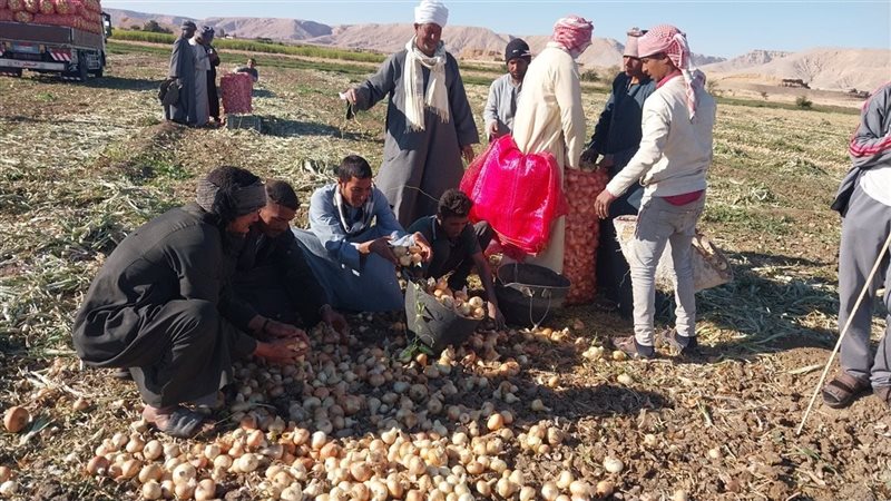 عملية تقطيع محصول