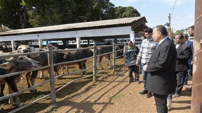 محافظ أسيوط يتفقد مزرعة الثروة الحيوانية (صور) 