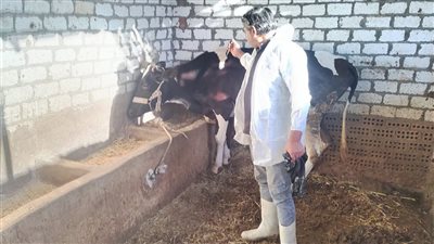 تحصين 523 ألف رأس ماشية بالبحيرة ضد الجلد العقدي وجدري الأغنام