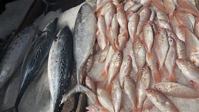 البوري يسجل 180 جنيها، أسعار الأسماك اليوم الإثنين بالبحيرة (فيديو وصور)