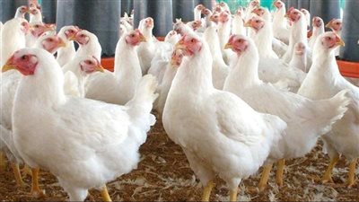 الفراخ البيضاء تسجل 105 جنيهات، ارتفاع بأسعار الدواجن بالبحيرة (فيديو)
