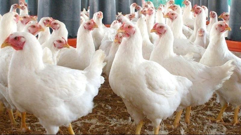 اسعار الدواجن اليوم