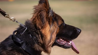 5.6 ملايين دولار، بيع أغلى كلب في العالم بالهند