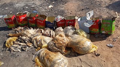 قبل وصولها إلى بطون المصريين، إعدام 250 كيلو أسماك مملحة فاسدة عثر عليها بمحل فسخاني شهير بأسوان (صور)