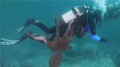 استفزه فهاجمه على الفور، أخطبوط يخنق غواصًا 