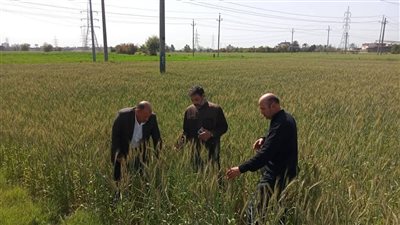 خريطة زراعة 271 ألف فدان بالقمح في الدقهلية (صور)