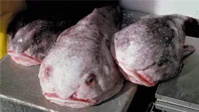 مظهرها مشوه، الفقاعة تفوز بلقب سمكة العام في نيوزيلندا