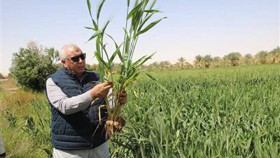 بإنتاجية تصل لـ 24 إردب/فدان، الزملوط يتفقّد تجربة 