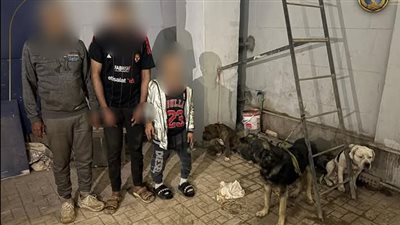ضبط المتهمين بإطلاق الكلاب الشرسة على نظيرتها الضالة في الخصوص