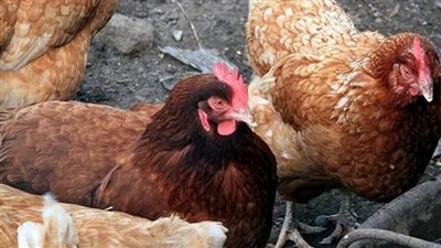 البيت الأبيض يتهم إدارة بايدن بقتل 8 ملايين دجاجة والتسبب في أزمة البيض بأمريكا