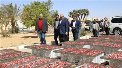 محافظ الوادي الجديد يتابع مشروع تجفيف الطماطم والمول التجاري الجديد بالخارجة