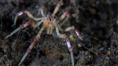 اكتشاف عنكبوت عملاق في أعماق المحيط قرب القطب الجنوبي
