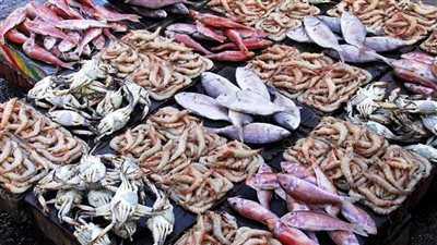 سعر السمك اليوم بسوق العبور، ارتفاع 8 أصناف وانخفاض المرجان وسط 10 جنيهات