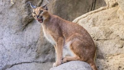 الوشق المصري يتصدر التريند بعد مهاجمته لجنود الاحتلال، والنشطاء: حتى الحيوانات ترفض وجودهم 