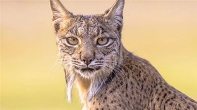 الوشق المصري، معلومات عن المفترس الغامض الذي أرعب جنود الاحتلال