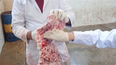 بيطري الأقصر: إعدام عجل تبين مرضه بعد ذبحه في مجزر الحبيل (صور)