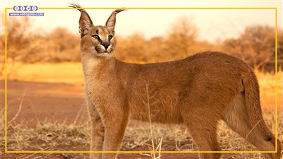 بعد مهاجمته لجنود الاحتلال.. ما هو الوشق المصري؟ (فيديوجراف)