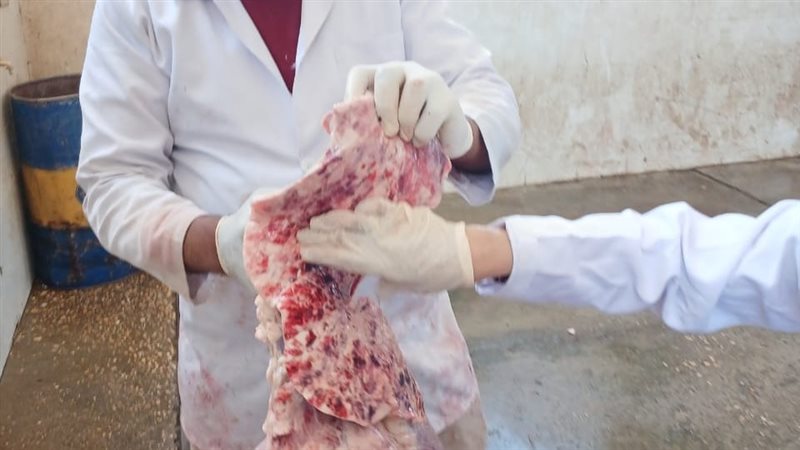العجل المريض 