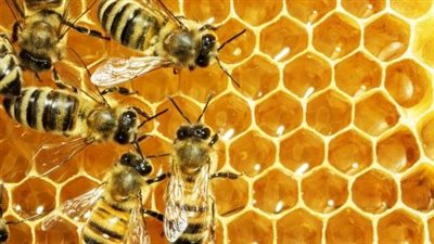 هل تربية النحل بجوار المنازل جائزة شرعًا؟ 