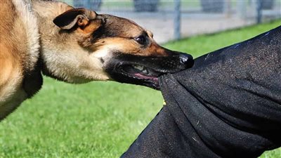 كلب ضال يعقر 5 أشخاص بينهم أطفال فى قرية بالمنوفية