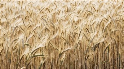 التموين: زيادة المخزون الاستيراتيجي من القمح إلى 7 أشهر بعد بدء الموسم الجديد منتصف الشهر الجاري