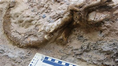 اكتشاف مخلب ديناصور محفوظ في صحراء منغوليا