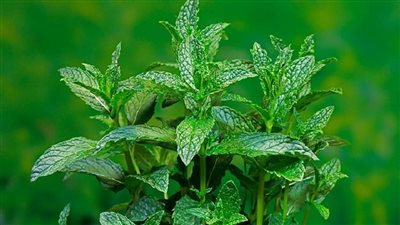 فوائد النعناع، يقاوم الالتهابات والفيروسات ويحسن المزاج 