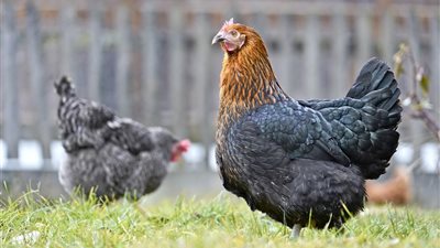  انخفاض أسعار الفراخ اليوم الخميس 27 مارس 2025