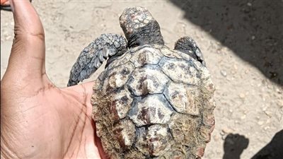 إنقاذ 4 سلاحف بحرية بمحمية اشتوم الجميل في دمياط