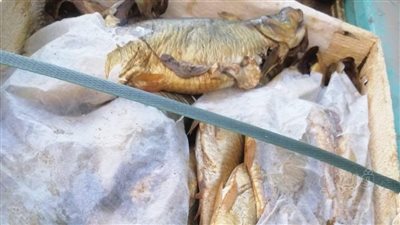 ضبط 310 كيلو أسماك فاسدة بمطوبس في كفر الشيخ 