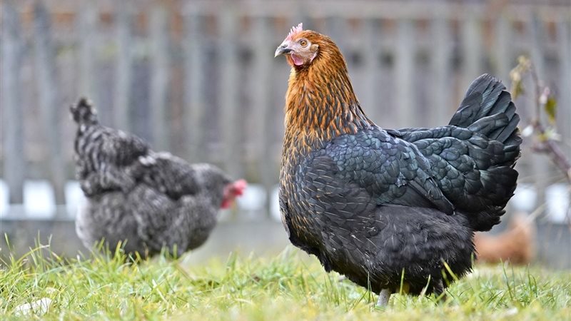 اسعار الفراخ اليوم