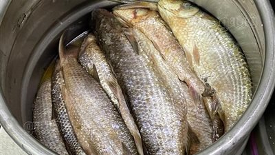  يصل لـ 500 جنيه، سعر كيلو الفسيخ قبل عيد الفطر