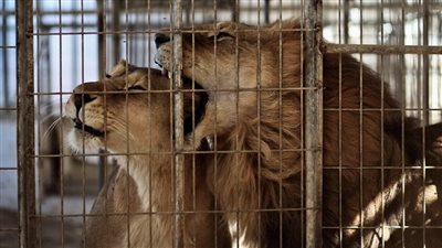 على غرار حادث الفيوم، 3 أسود تفترس حارسا في حديقة حيوان بالجزائر