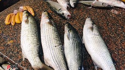 فوائد السمك البوري، يقوي المناعة والعظام ويحمي من الزهايمر 