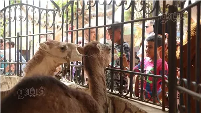 احتفالات عيد الفطر في الحديقة الدولية.. 80 نوع حيوان تخطف أنظار الأطفال.. التقاط السيلفي مع الأصدقاء.. والتنزه بين الأشجار «أبرز المشاهد» (صور) 