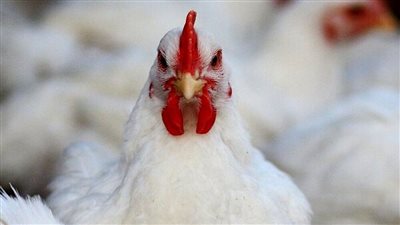 أسعار الفراخ البيضاء والبلدي في أول أيام عيد الفطر (آخر تحديث)