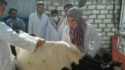 قافلة بيطرية من جامعة الزقازيق لقرية العواسجة بالشرقية