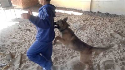 كلب ضال يعقر طفلين وسيدة بأحد شوارع المحلة 
